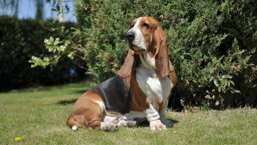 Basset sales hound origin